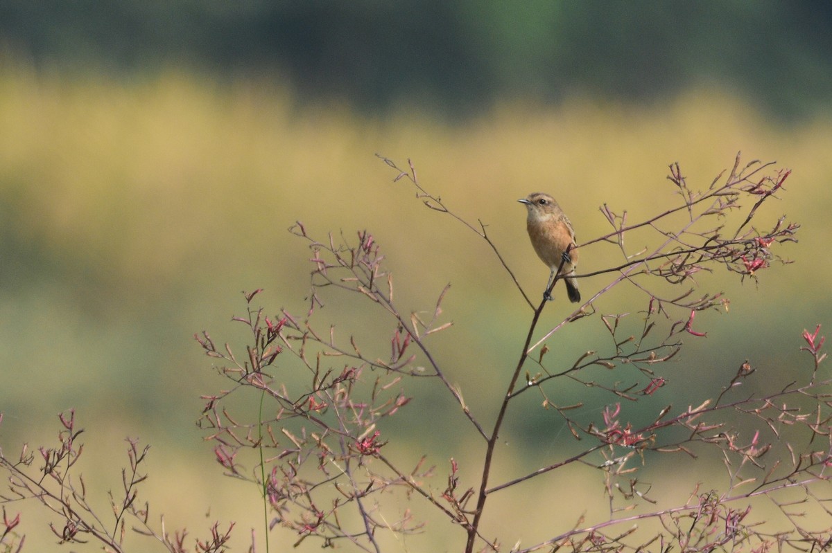 Siberian Stonechat - ML647276729