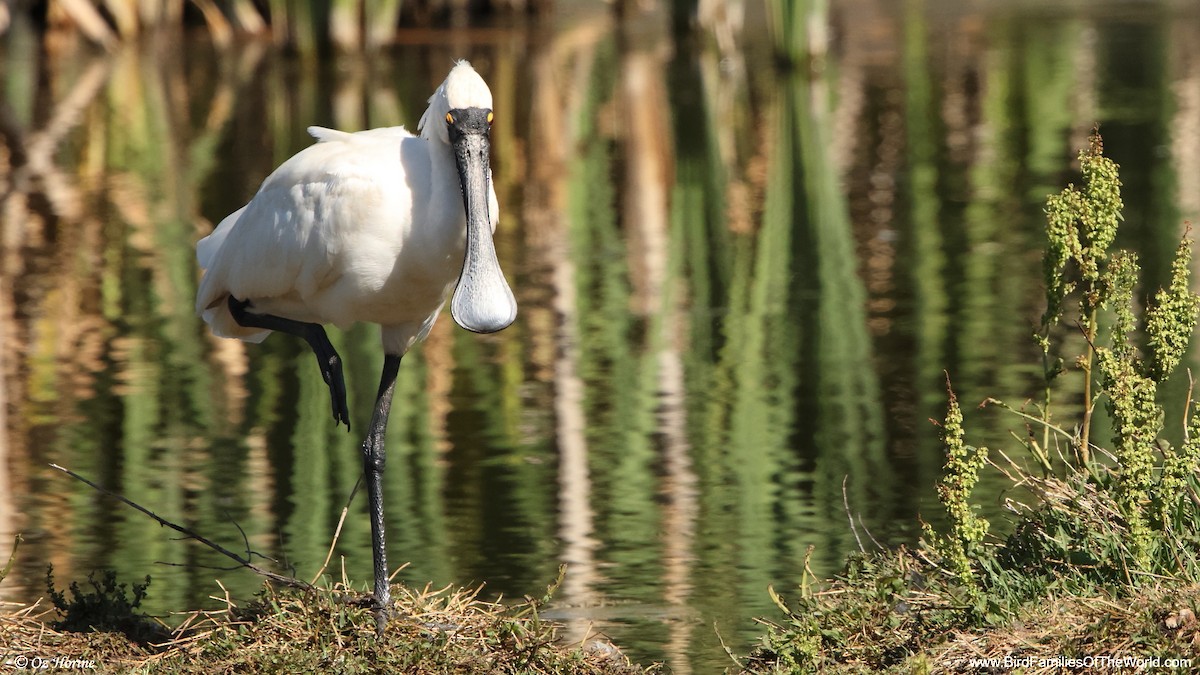 Royal Spoonbill - ML647276730