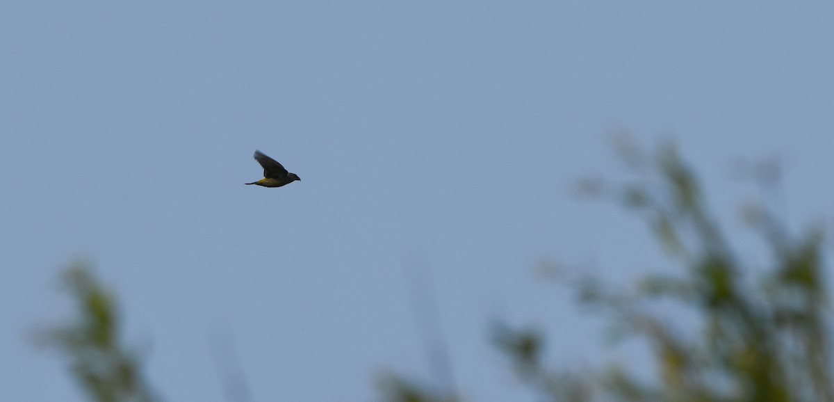 Red Crossbill - ML647276733