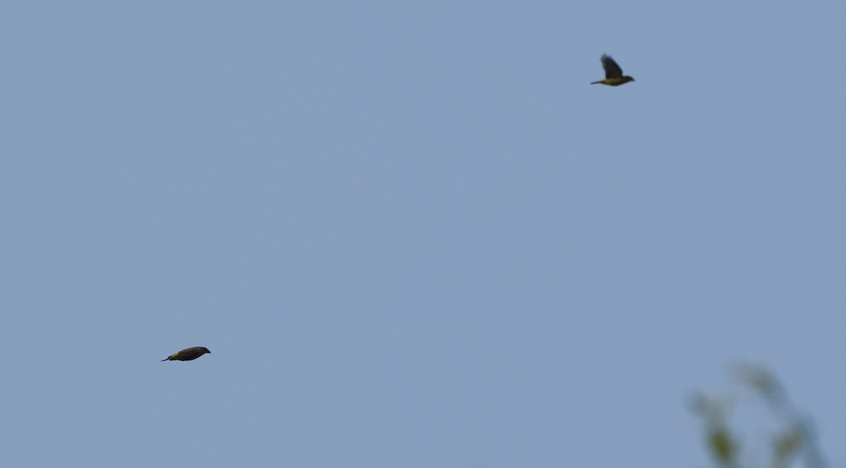 Red Crossbill - ML647276734