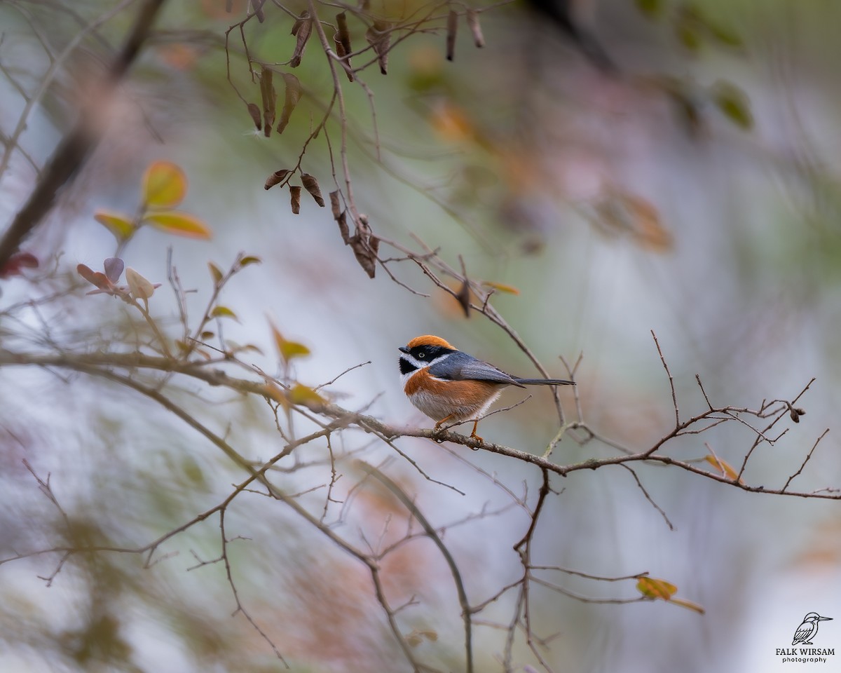 Black-throated Tit - ML647276735