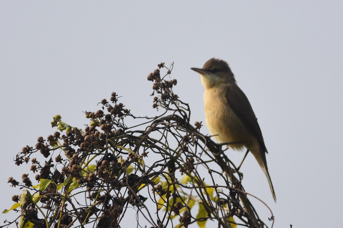 Clamorous Reed Warbler - ML647276736