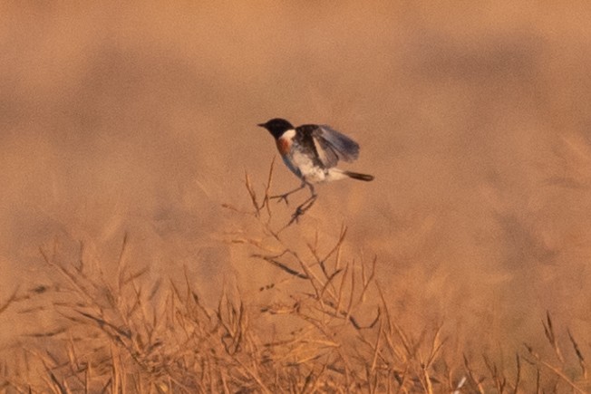 Siberian Stonechat (Caspian) - ML647276738