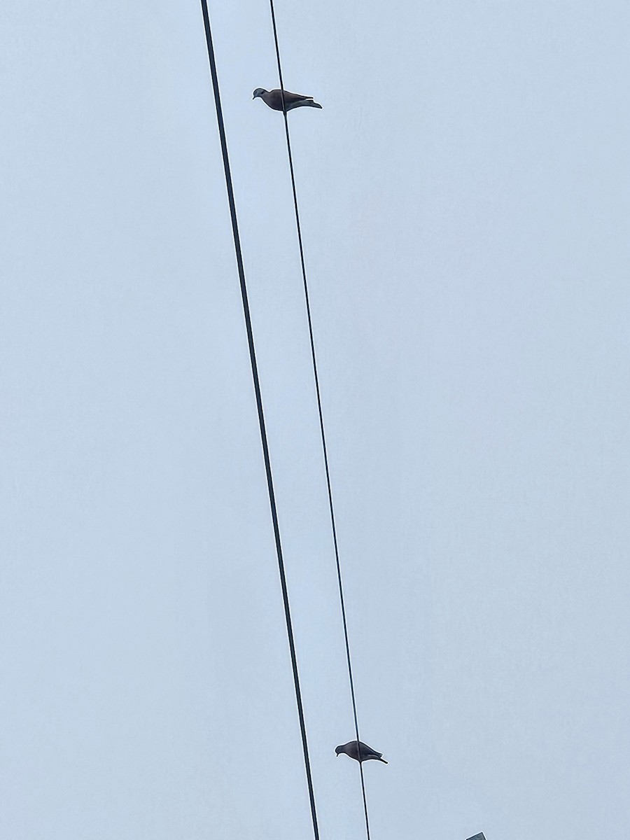 Red Collared-Dove - ML647276739