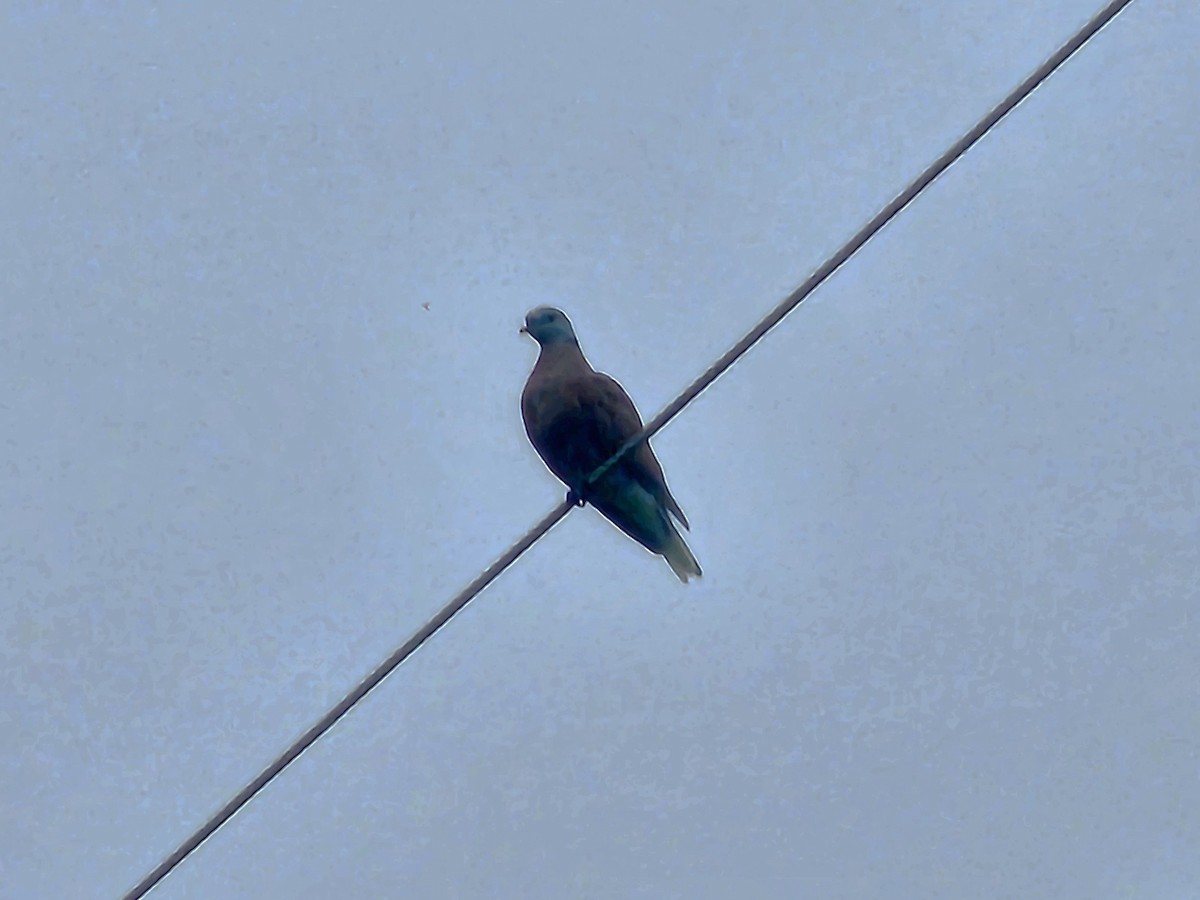 Red Collared-Dove - ML647276740