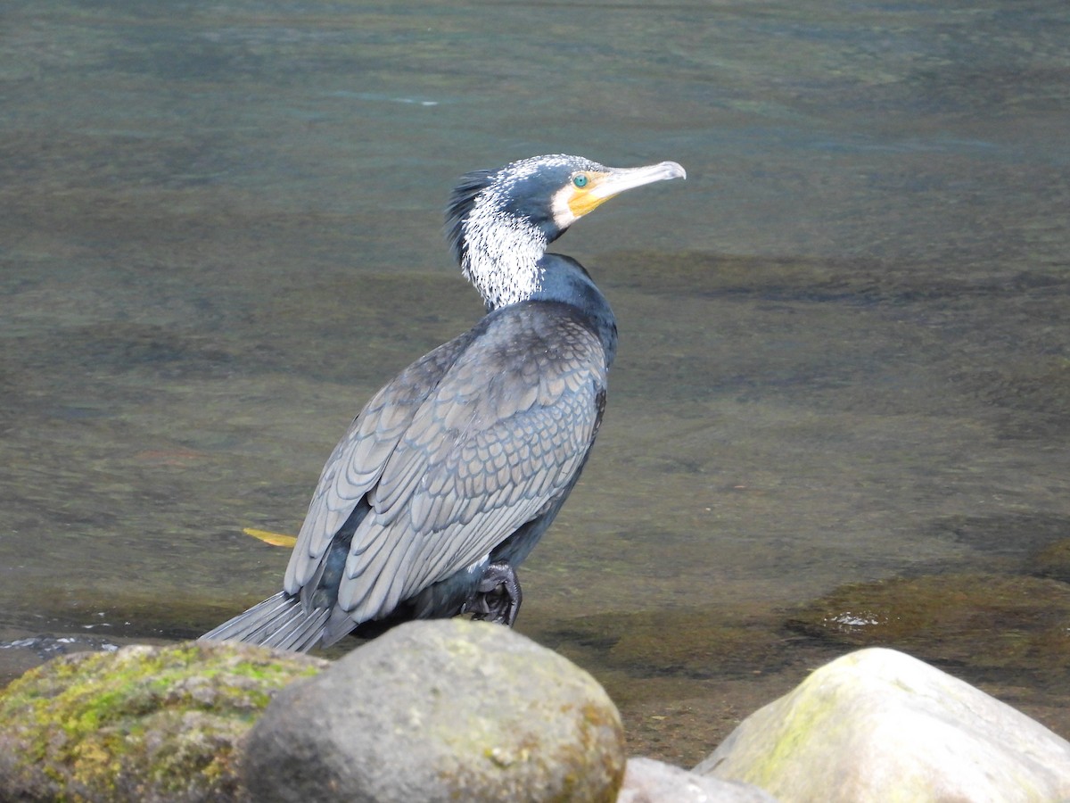 Great Cormorant - ML647276741