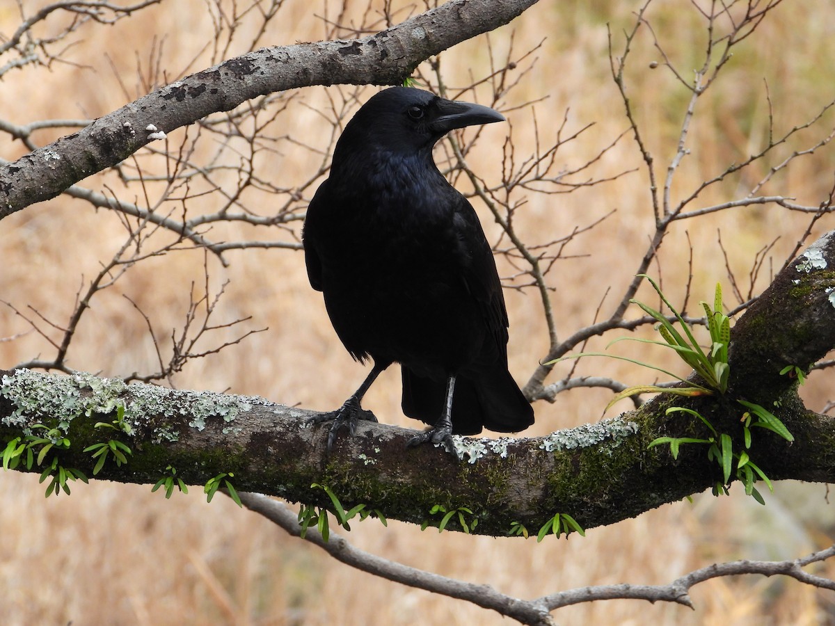 Carrion Crow - ML647276745