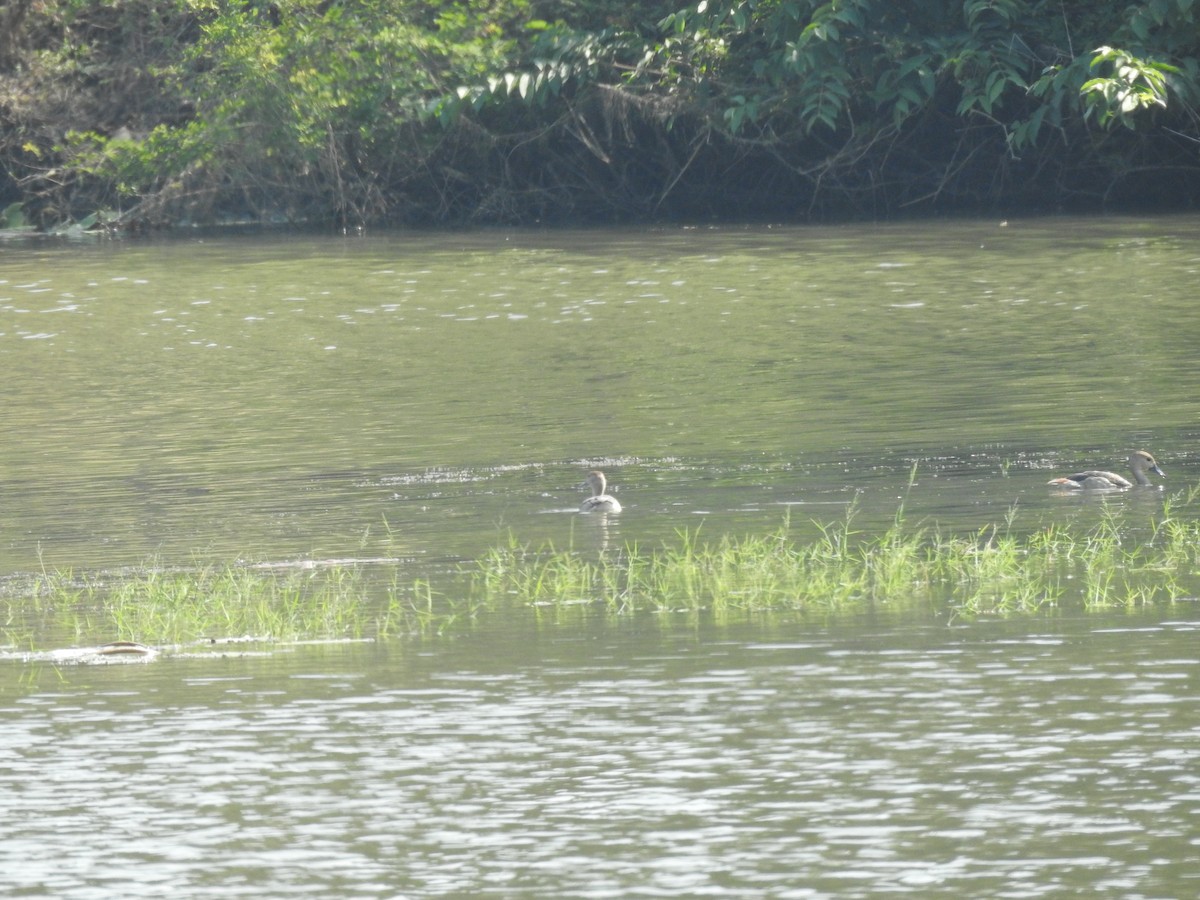 Lesser Whistling-Duck - ML647276747