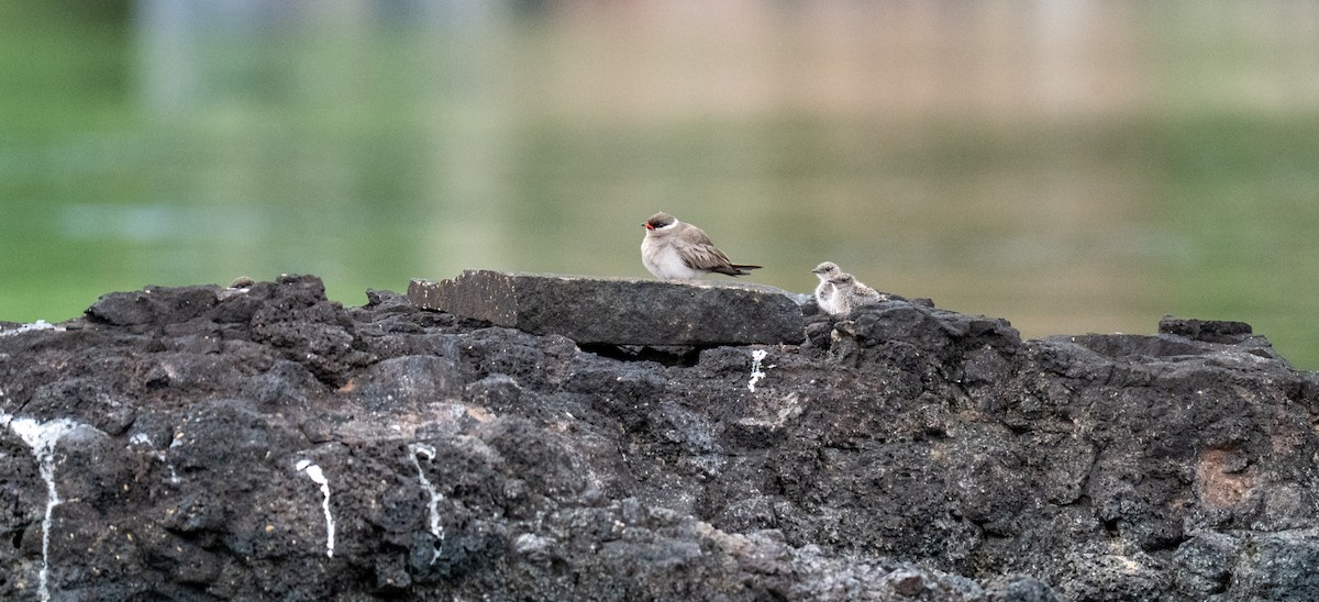Rock Pratincole - ML647276748
