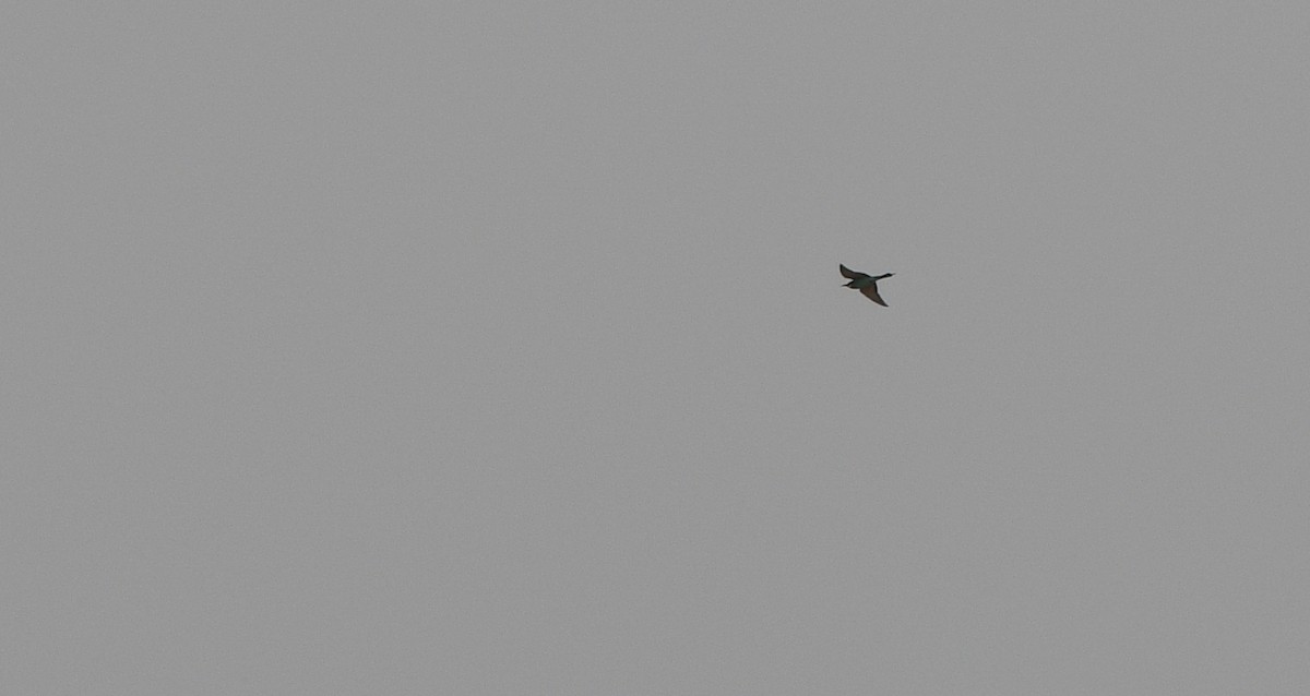 European Bee-eater - ML647276749