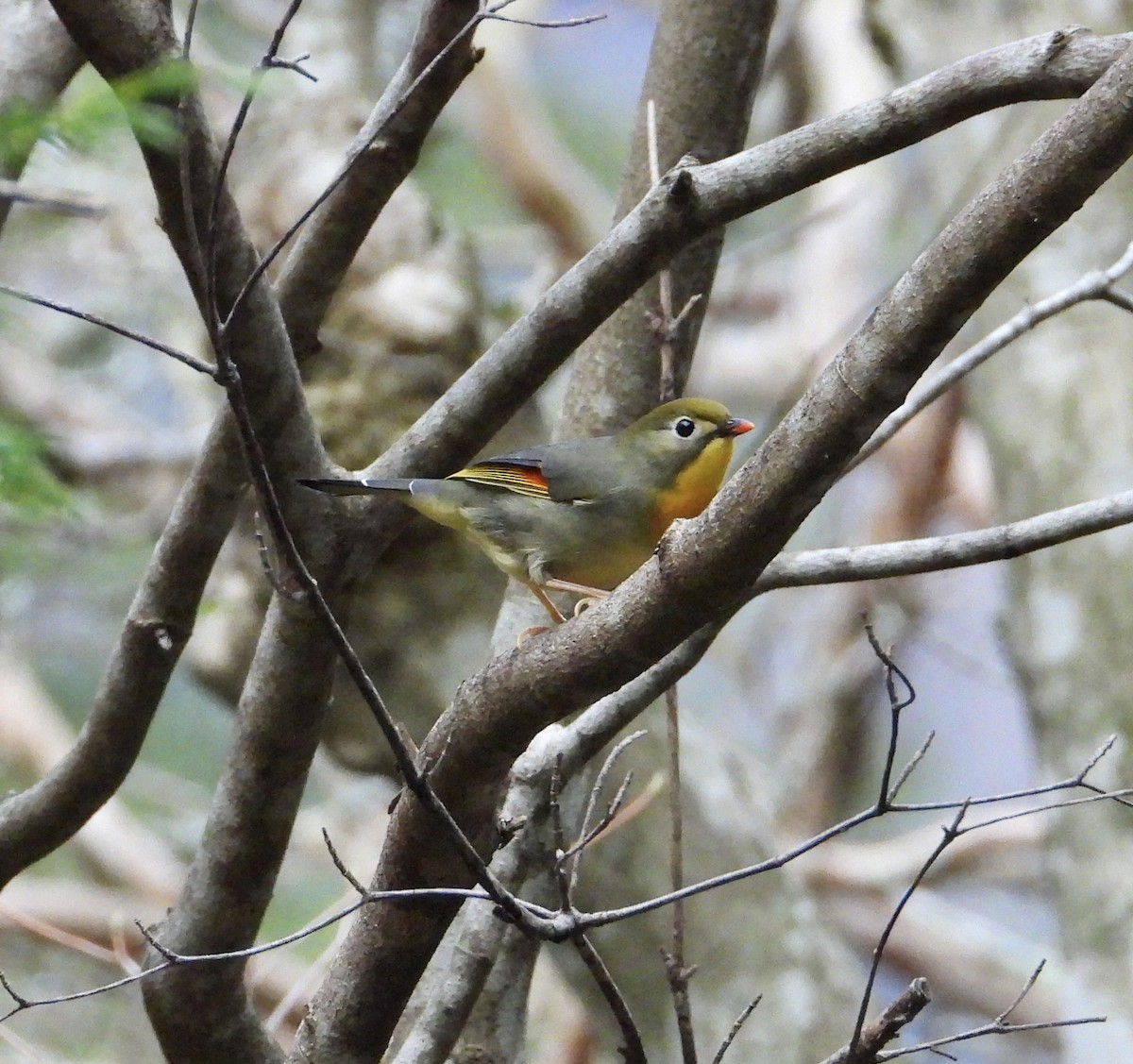 Red-billed Leiothrix - ML647276750
