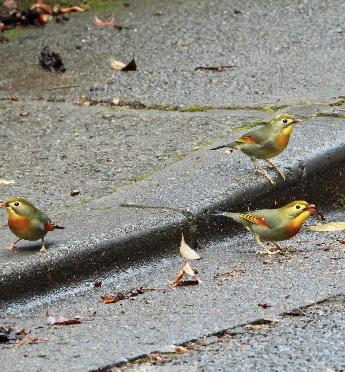 Red-billed Leiothrix - ML647276751