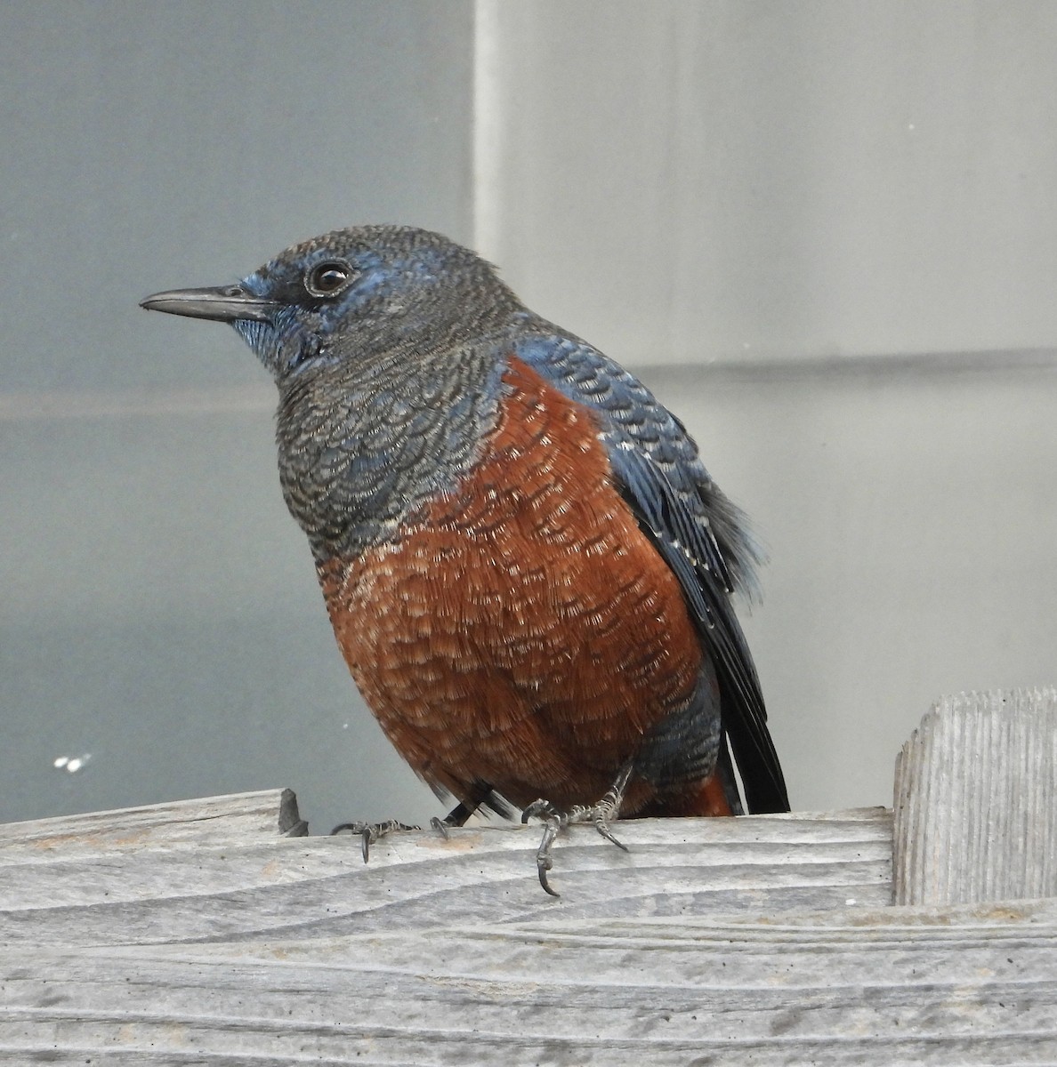 Blue Rock-Thrush - ML647276752