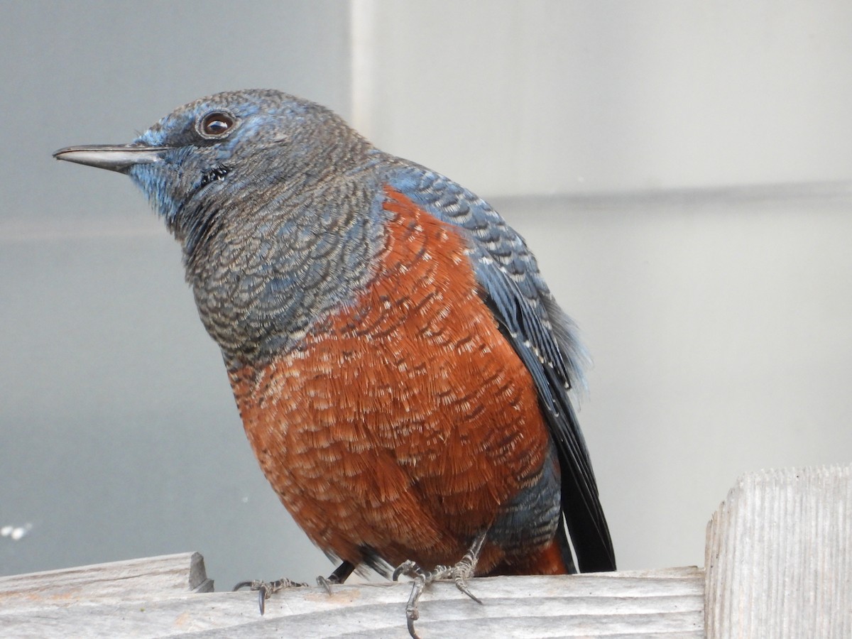 Blue Rock-Thrush - ML647276753
