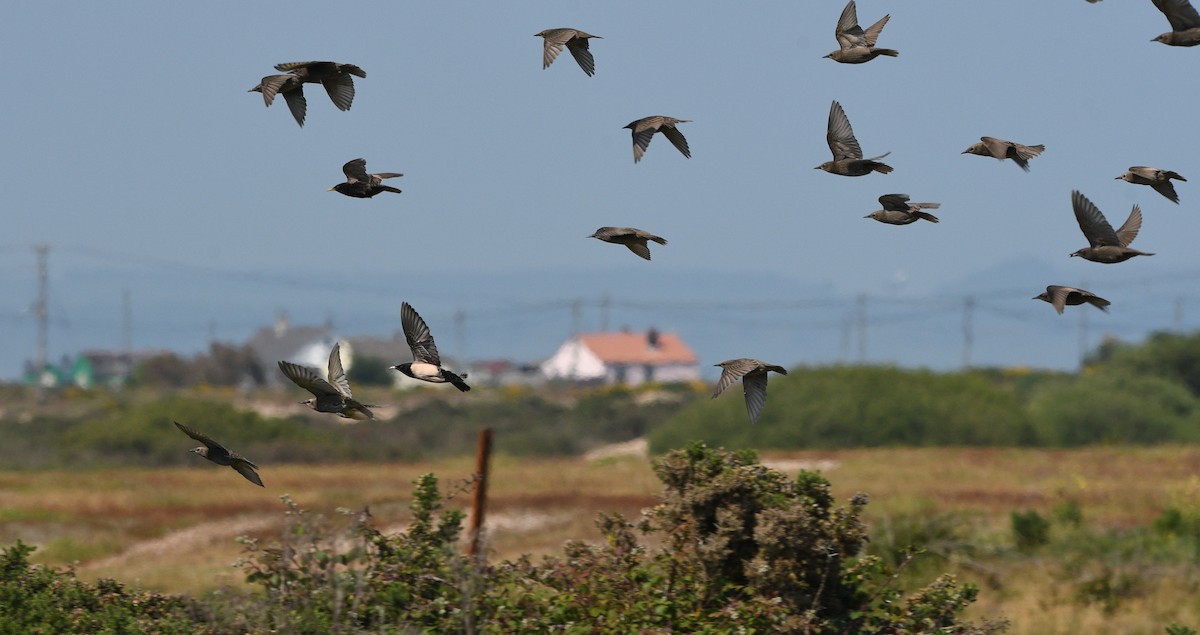 Rosy Starling - ML647276755