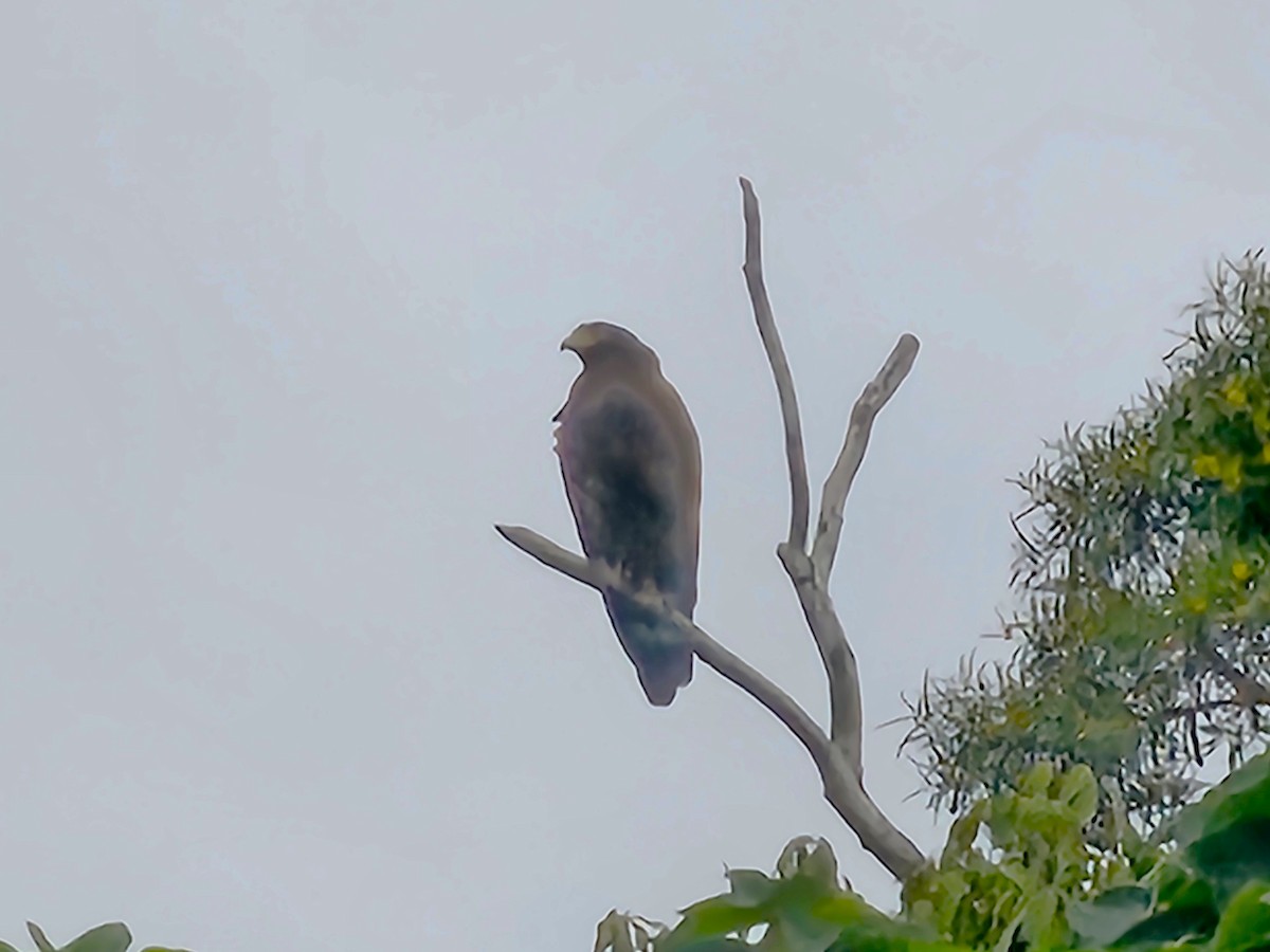 Culebrera Chiíla - ML647276759
