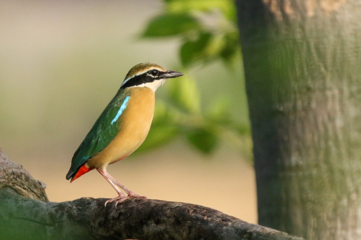 Indian Pitta - ML647276761