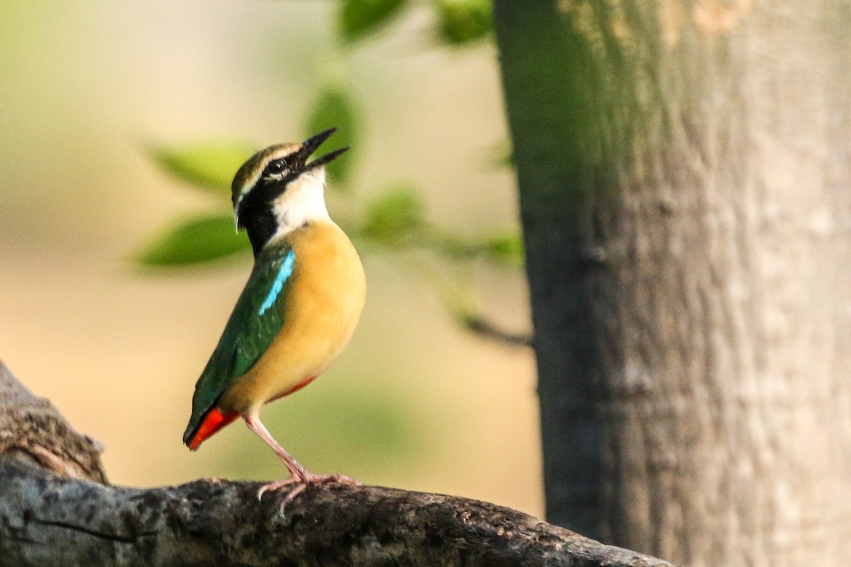 Indian Pitta - ML647276762