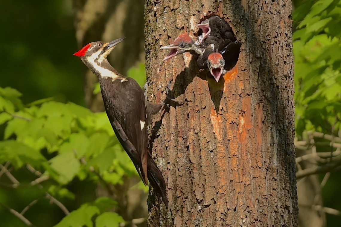 Pileated Woodpecker - ML647276763