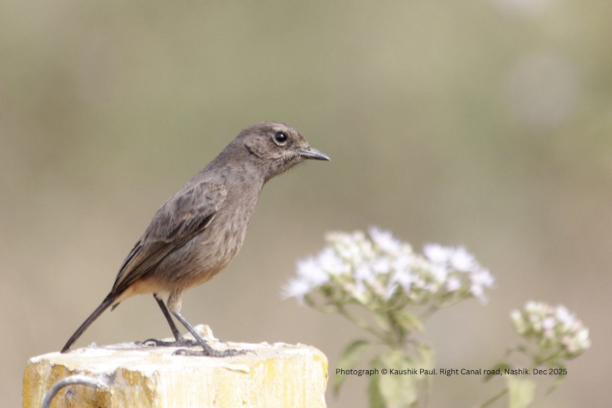 Pitxartxar beltza - ML647276765