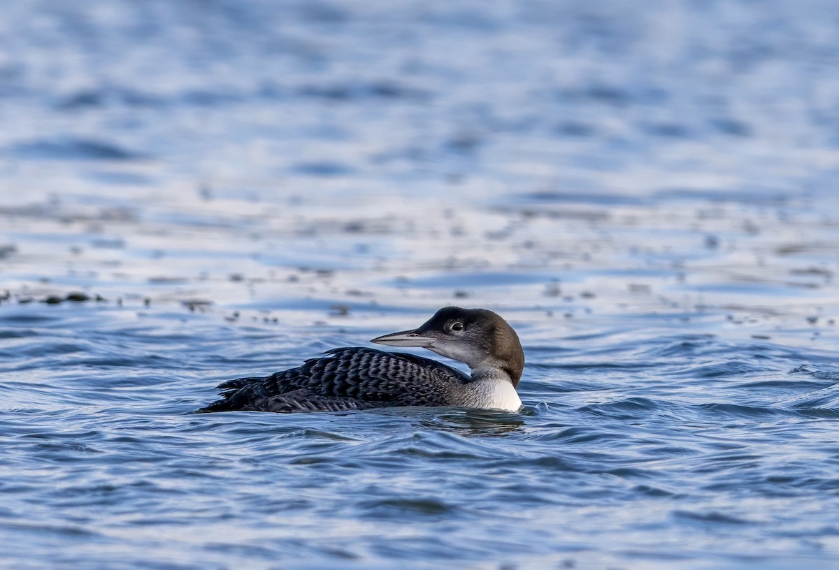 Aliota handia - ML647276766