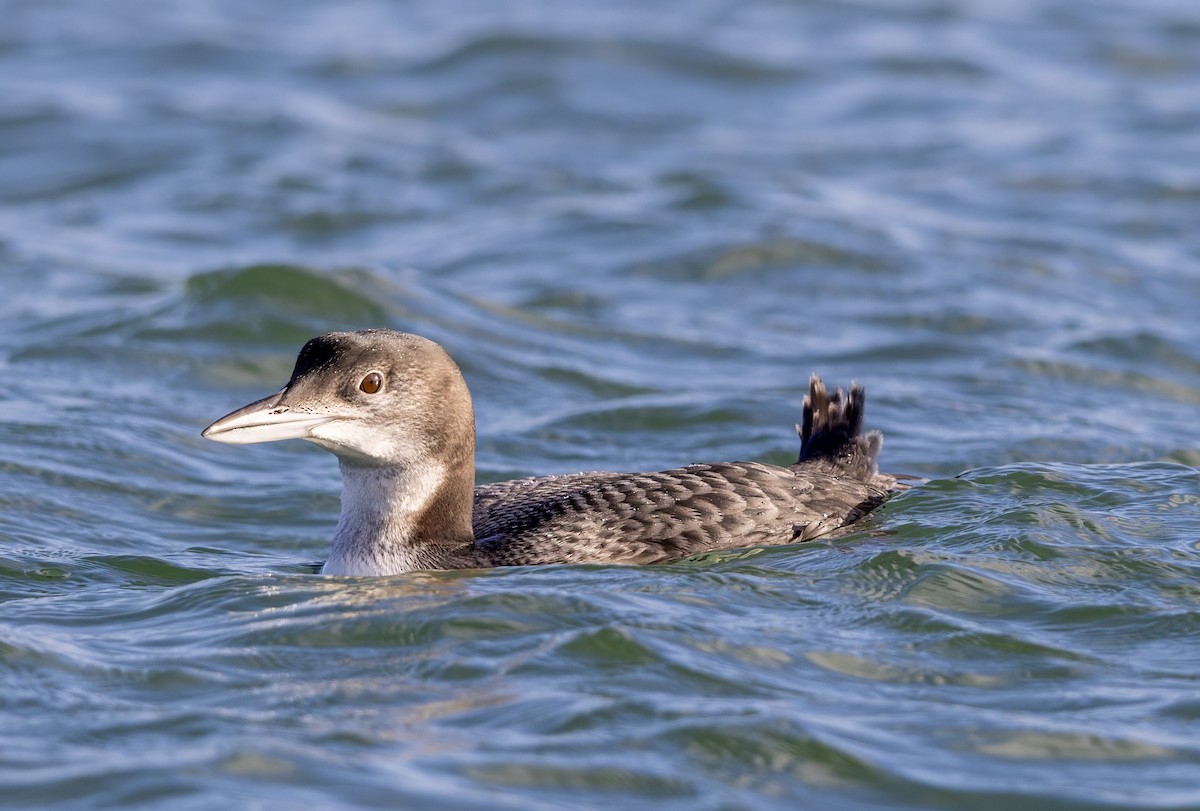 Aliota handia - ML647276767