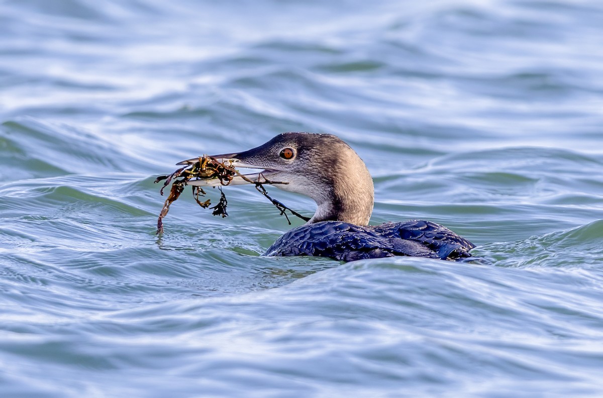 Aliota handia - ML647276768