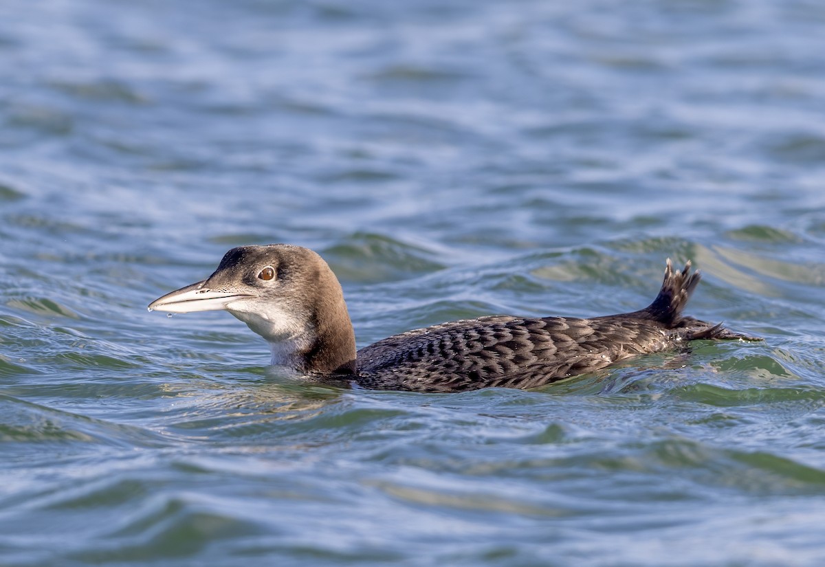 Aliota handia - ML647276769