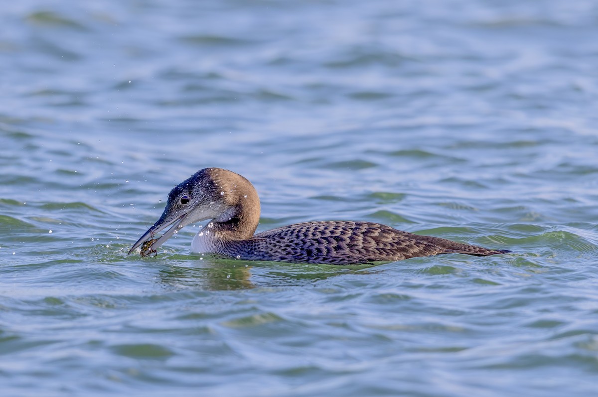 Aliota handia - ML647276770