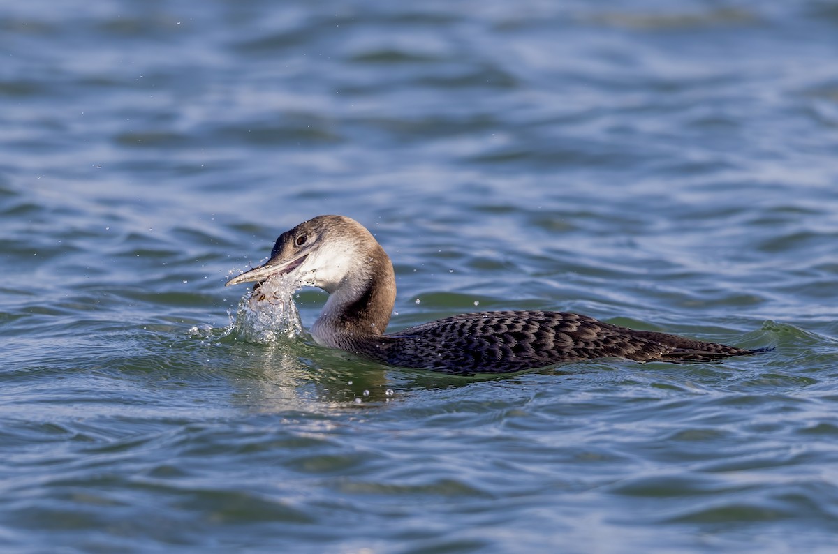 Aliota handia - ML647276771