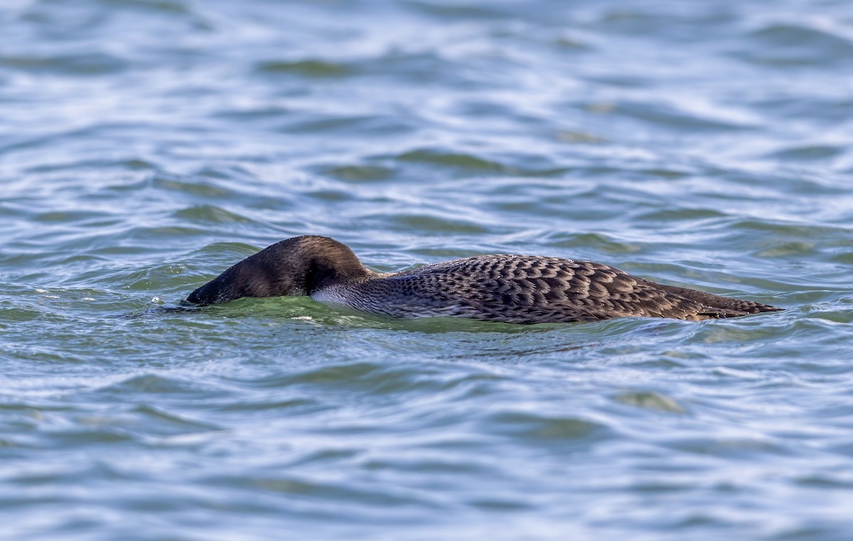 Aliota handia - ML647276772