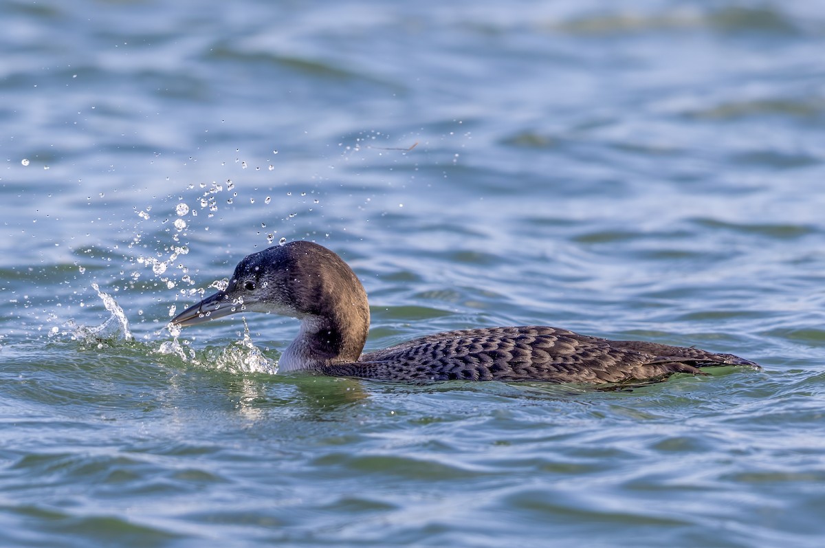 Aliota handia - ML647276773