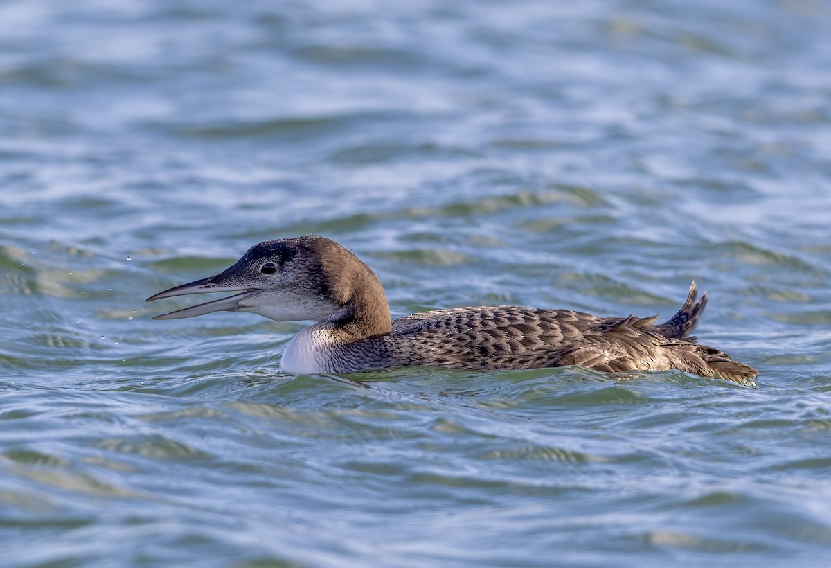 Aliota handia - ML647276774