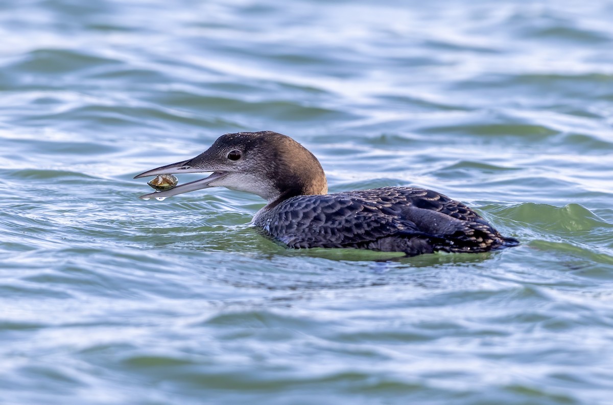 Aliota handia - ML647276775