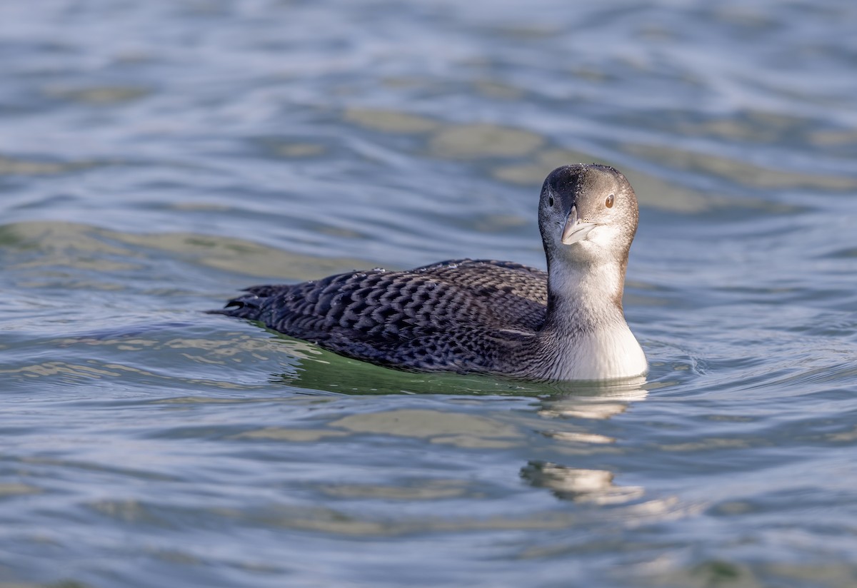 Aliota handia - ML647276776