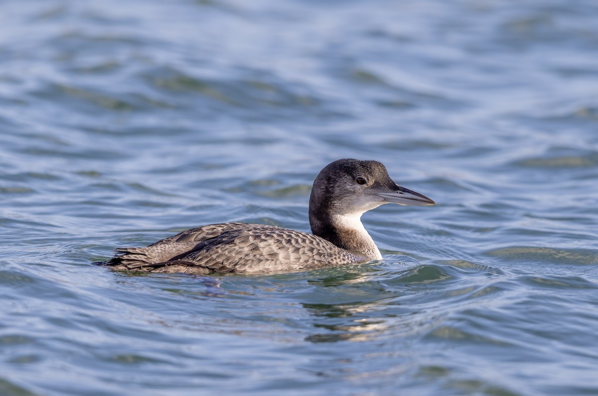 Aliota handia - ML647276777