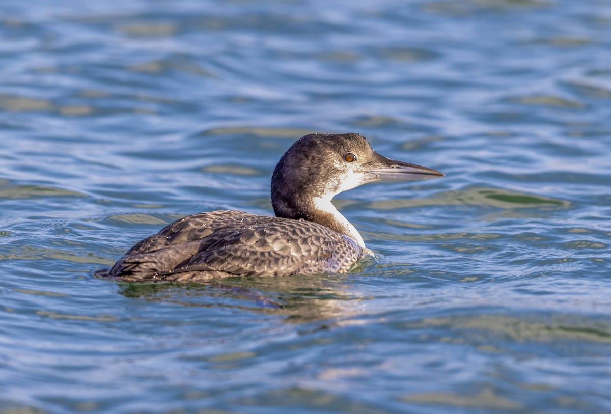 Aliota handia - ML647276778