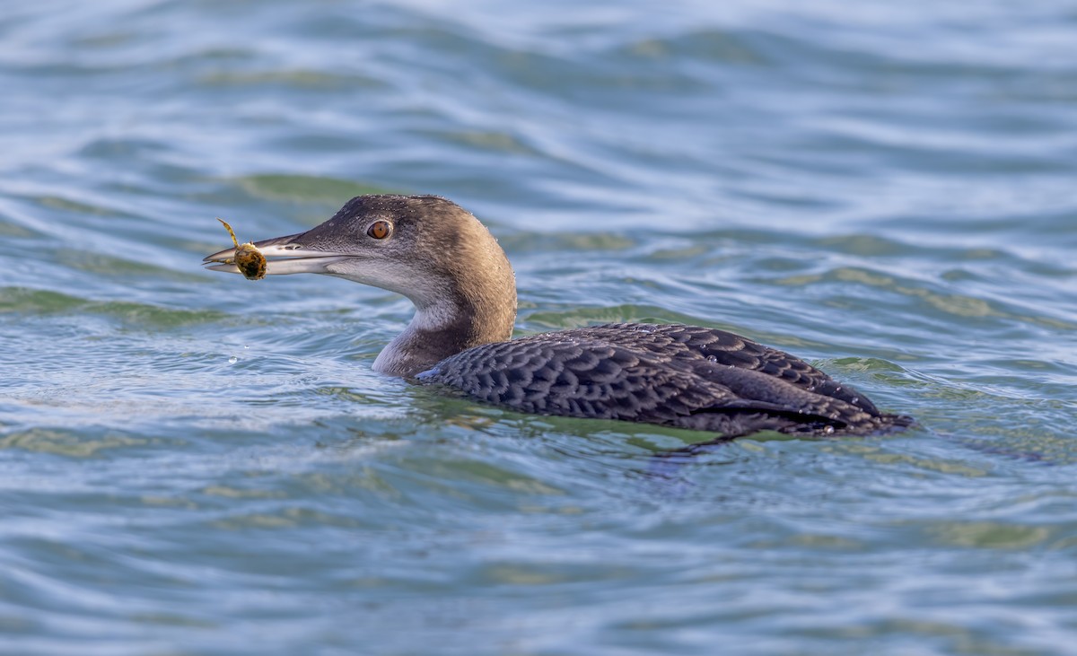 Aliota handia - ML647276779