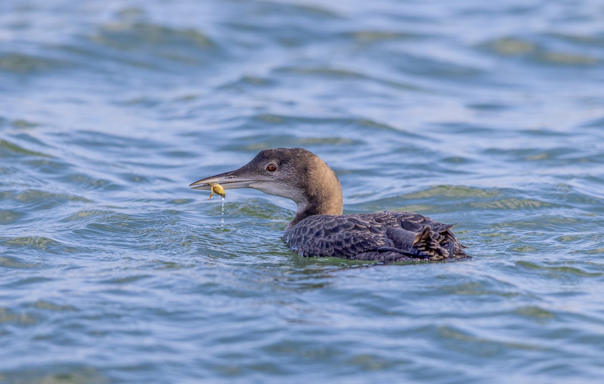 Aliota handia - ML647276782