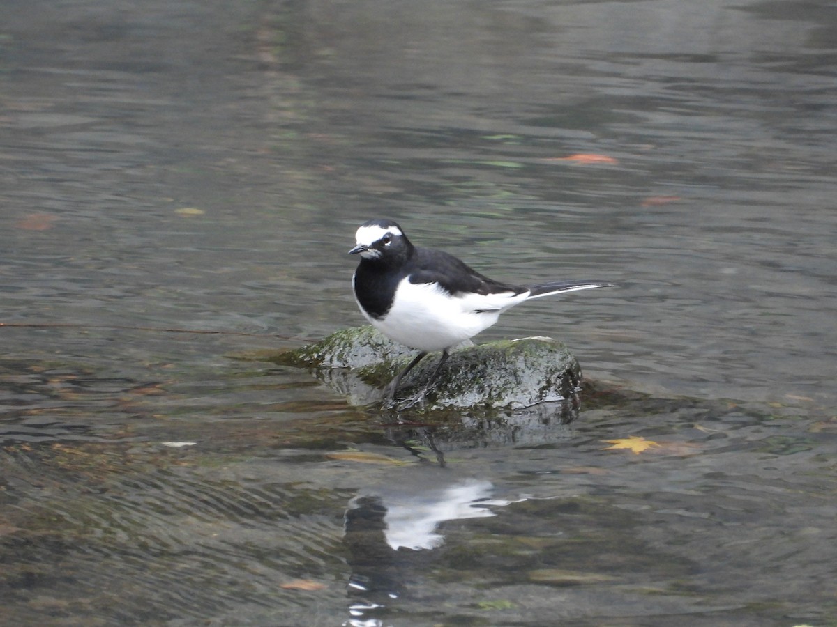 Buztanikara pinto japoniarra - ML647276783