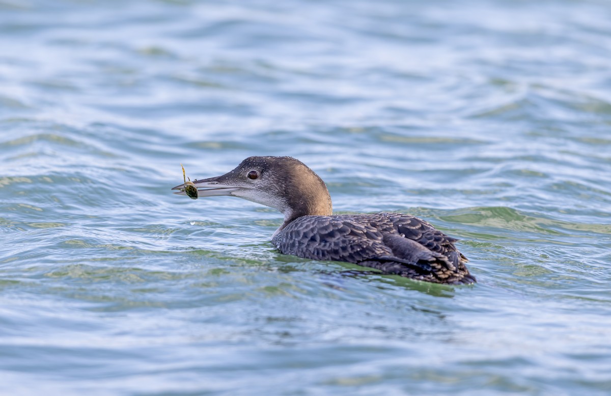 Aliota handia - ML647276784