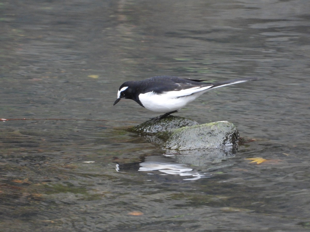 Buztanikara pinto japoniarra - ML647276785