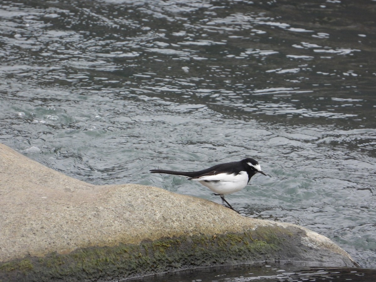 Buztanikara pinto japoniarra - ML647276786