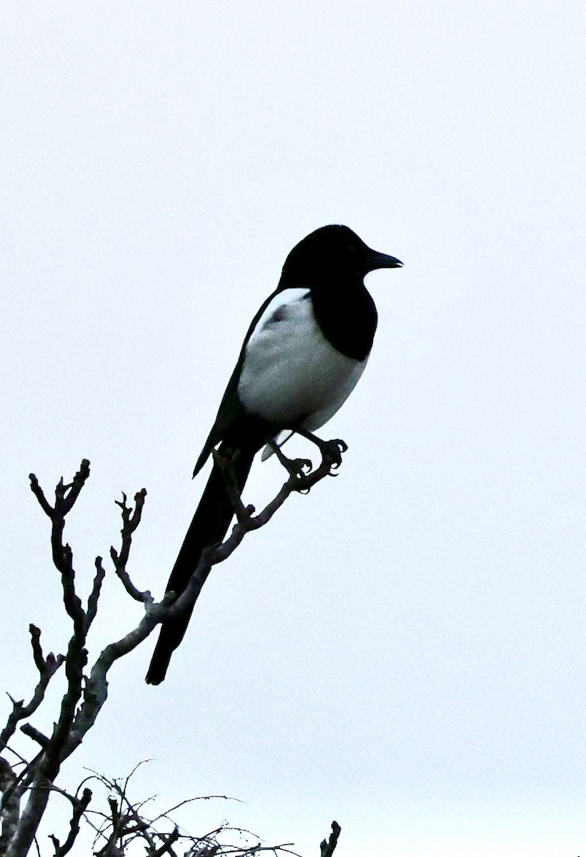 Mika arrunta - ML647276788