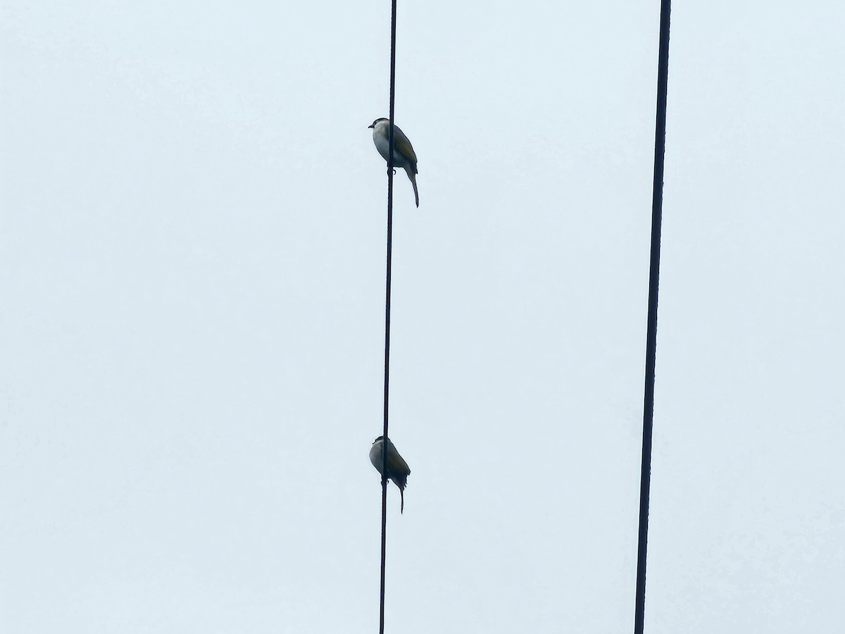 Styan's Bulbul - ML647276789