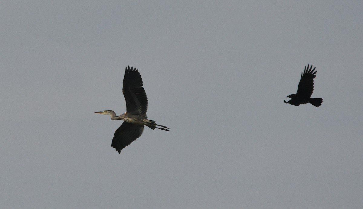 Koartza hauskara - ML647276790