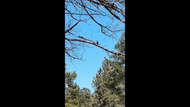 vlaštovka zelená - ML647276791