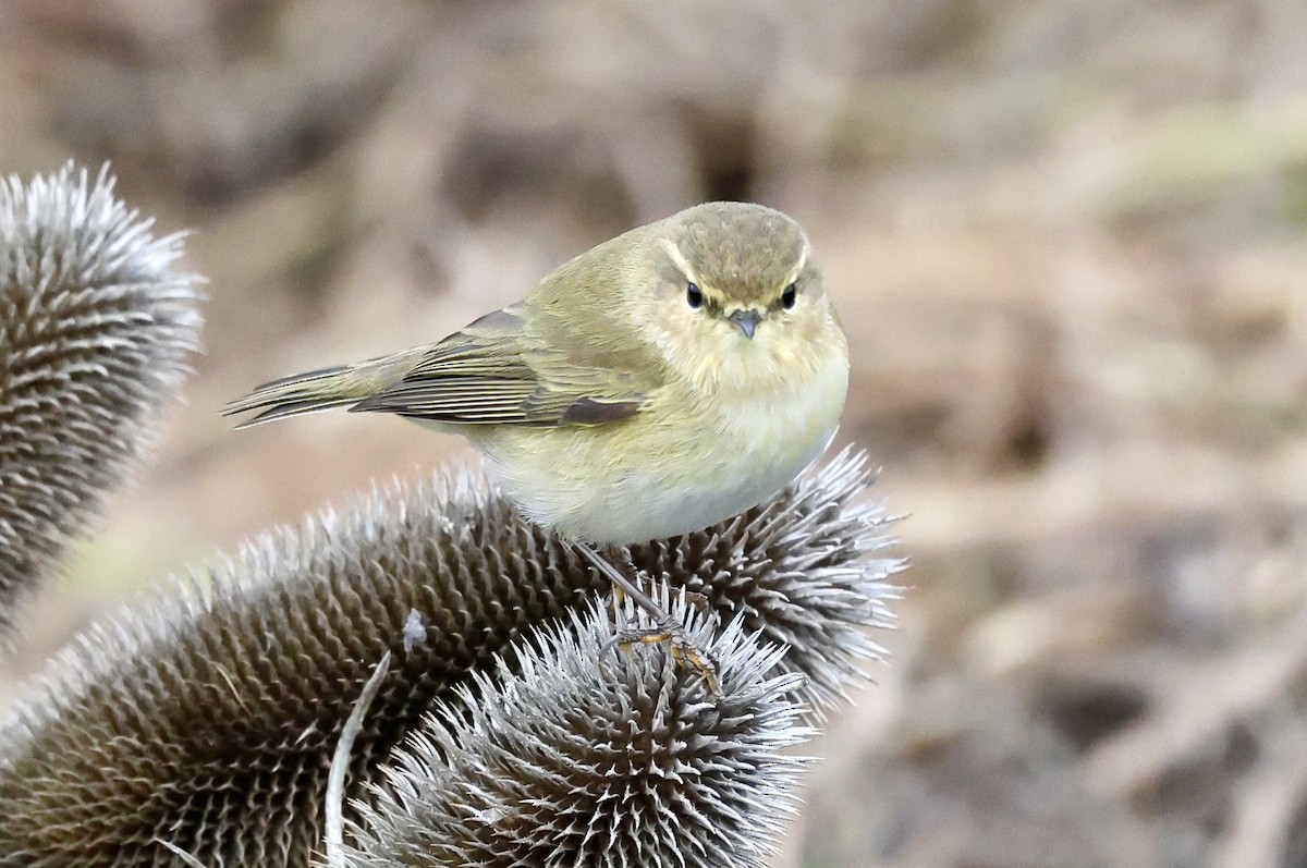 Common Chiffchaff - ML647276794
