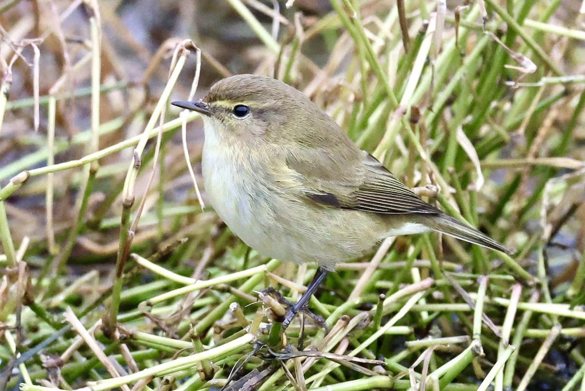 Common Chiffchaff - ML647276795