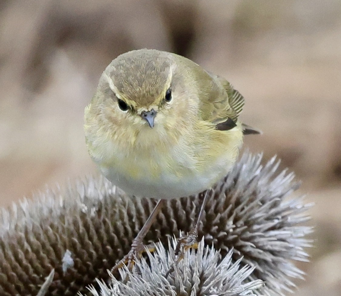 Common Chiffchaff - ML647276796